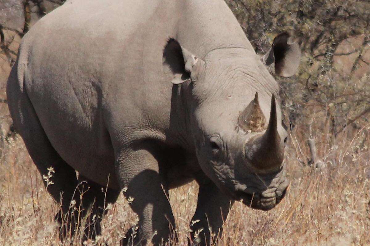 A black rhino.