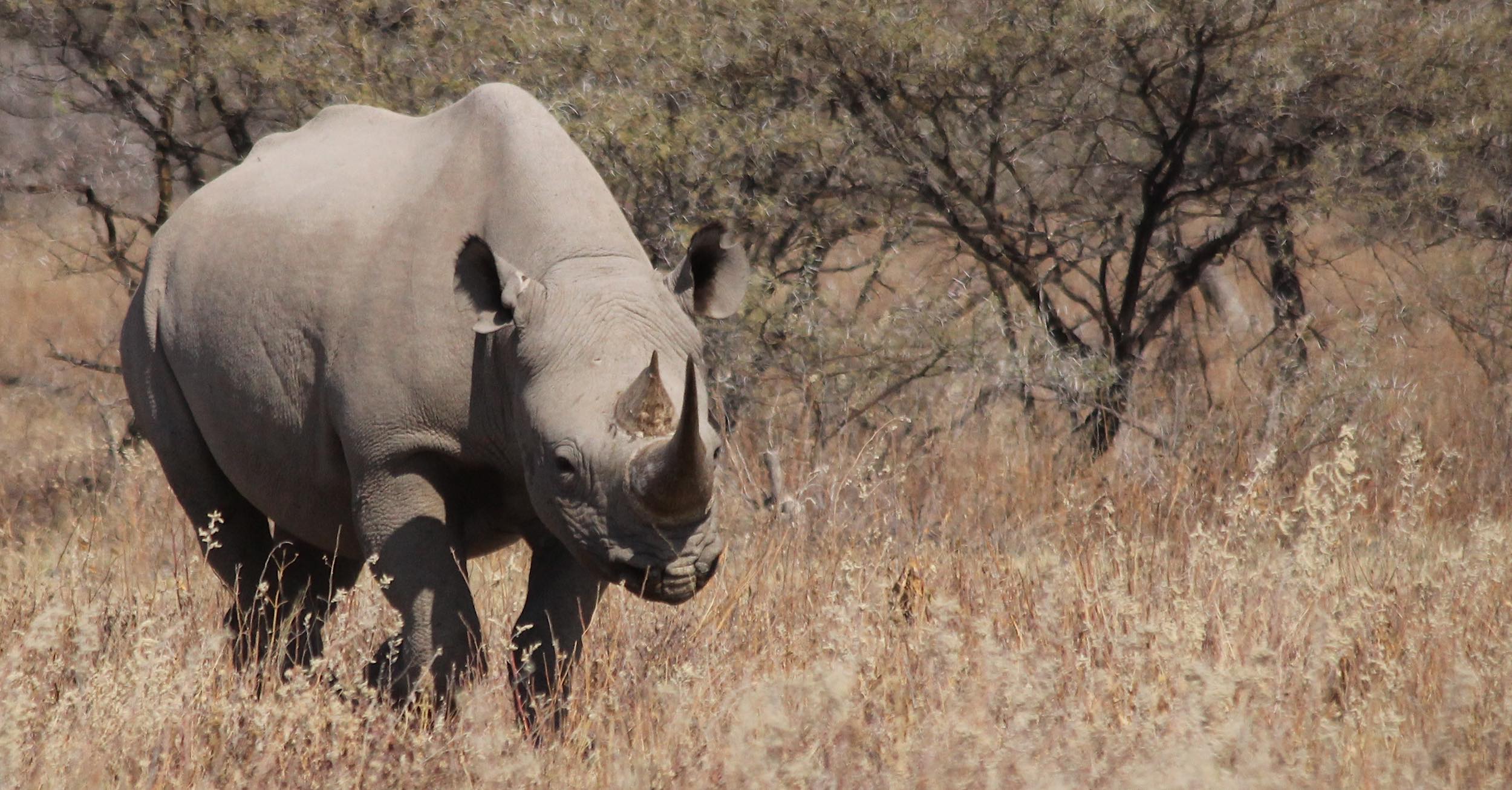 A black rhino in Etosha national park.