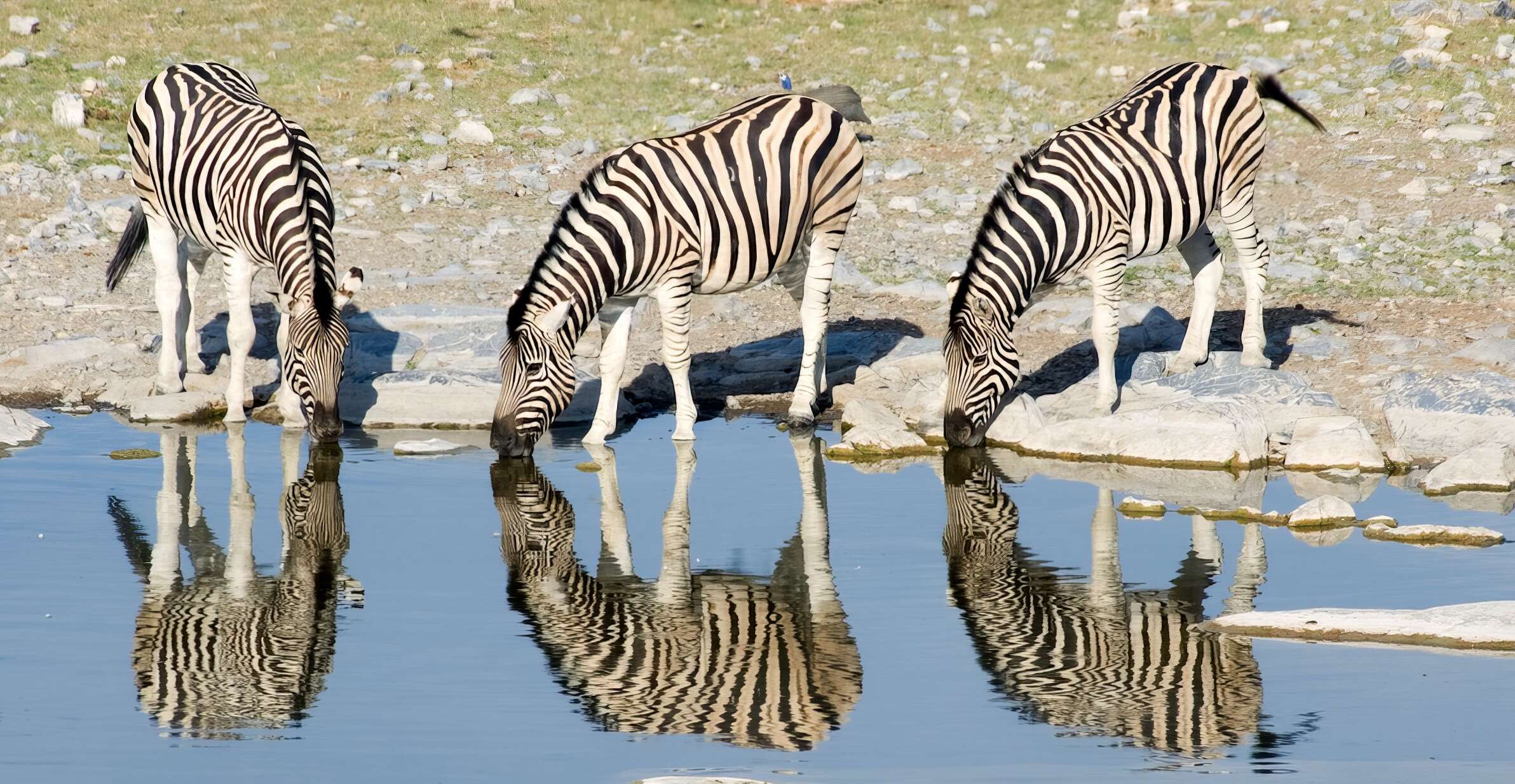 Three zebras drink at a waterhole in Namibia.