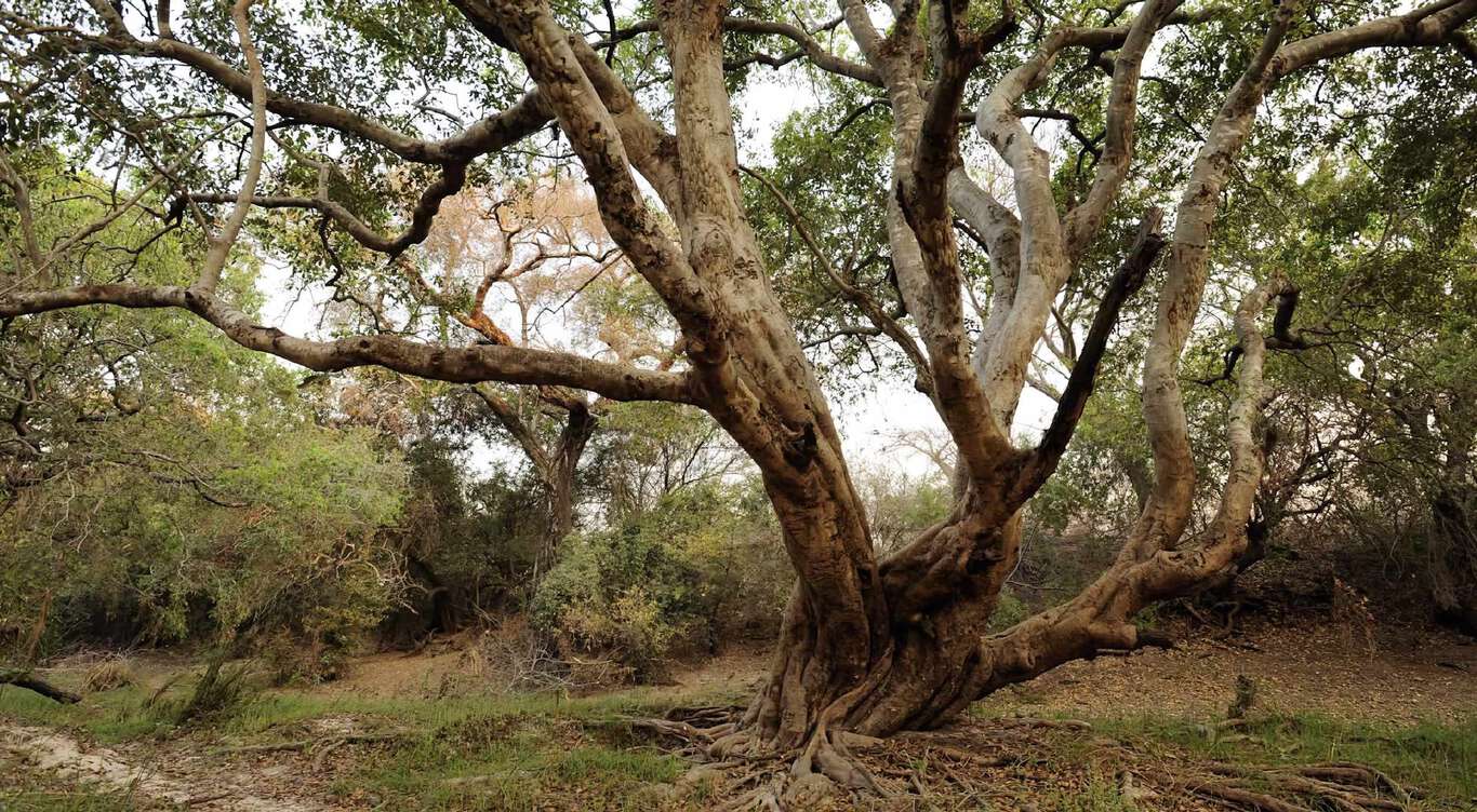 Factsheet: Namibian Community Forests