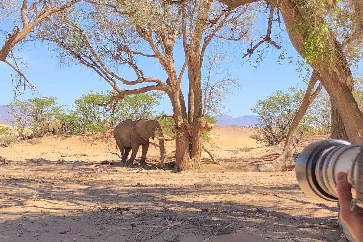 A tourist points the lens of a large camera towards a nearby elephant.