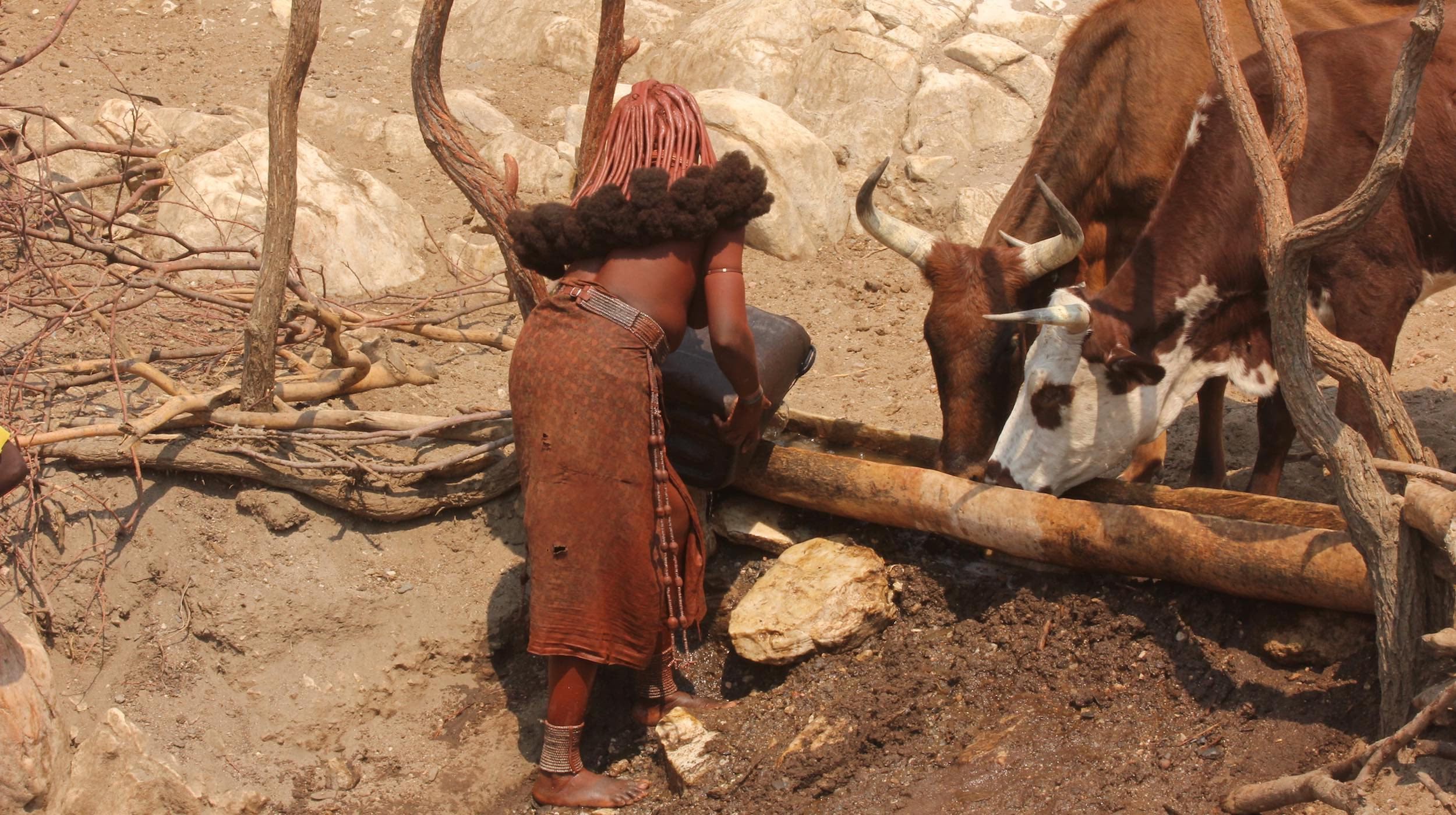 A Himba woman pours water into a cattle trough.