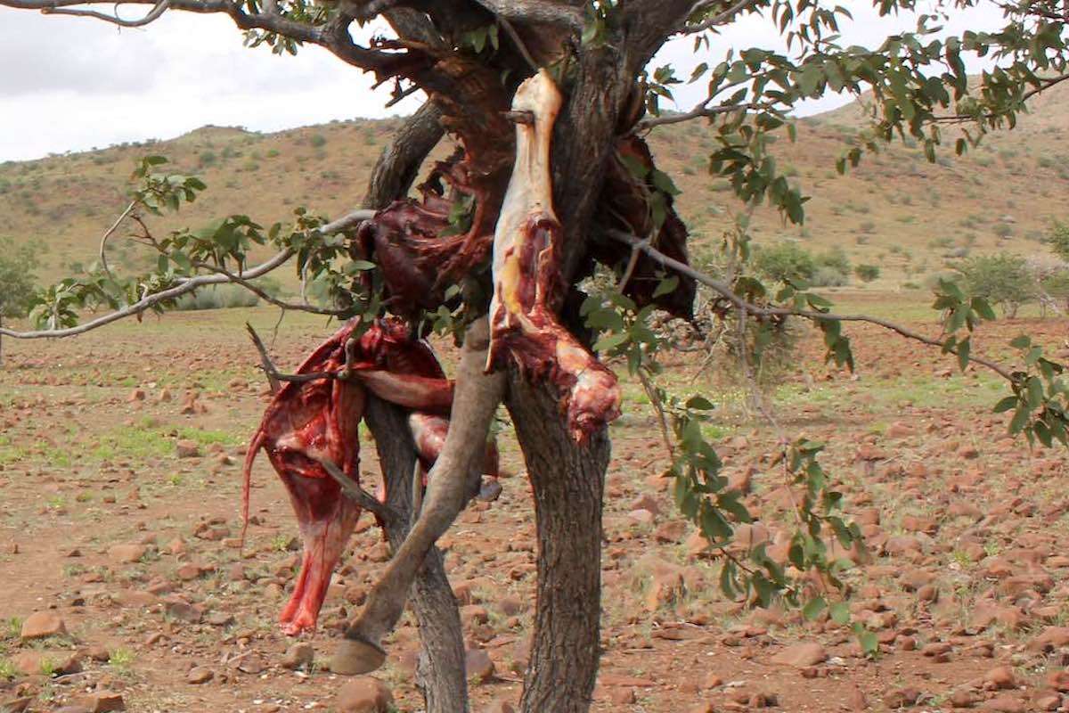 The remains of a cow killed by a predator hang in a tree.