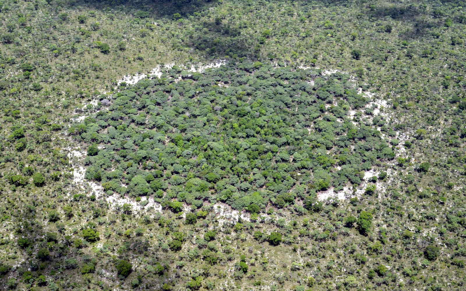 An aerial view of a large Angolan fairy forest. Trees are on both sides of the border, but there is nonetheless a distinct ring.