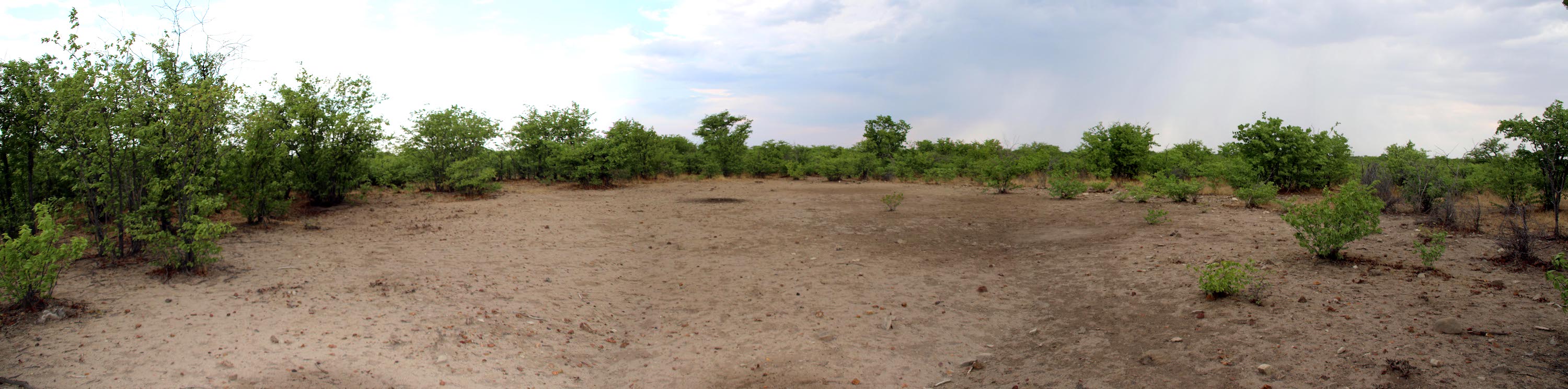 A wide roughly circular area of bare earth, surrounded by green bushes.