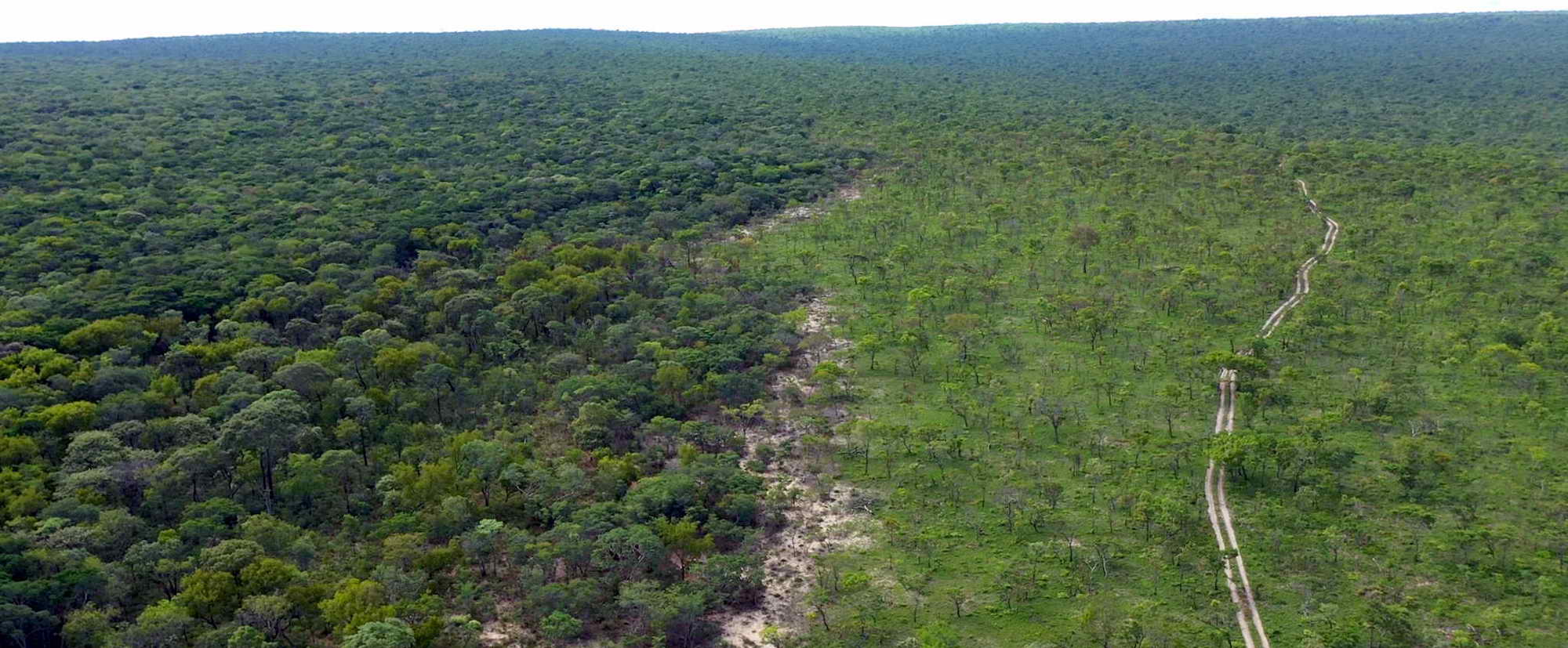 An aerial view showing thick woodland and open savannah divided by a distinct pale bare strip.