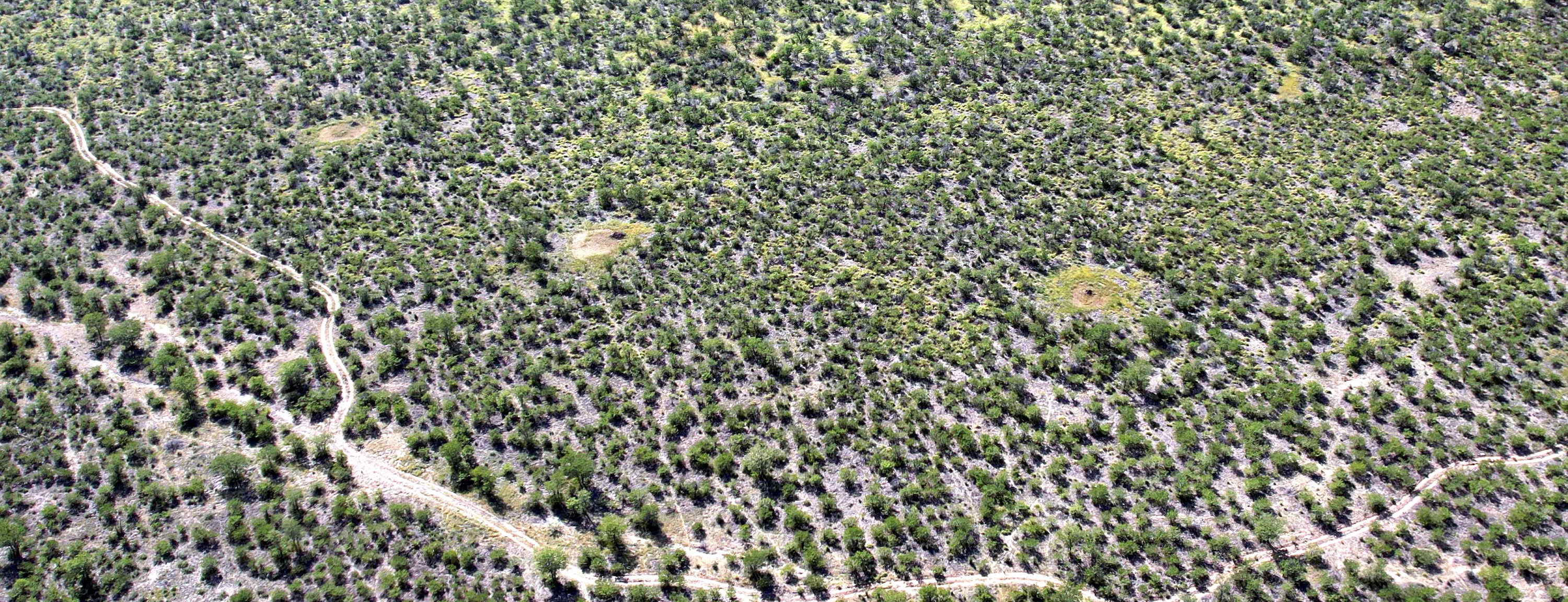 An aerial view showing several fairy circles in a rough line.