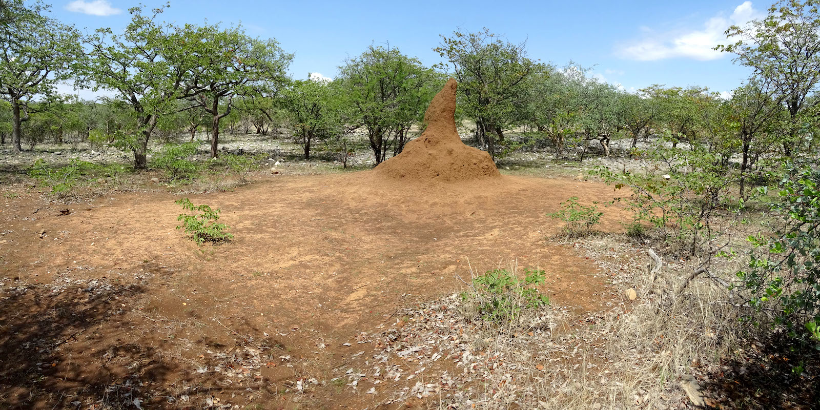 A Namibian fairy circle centred on a termite mount, with a rather indistinct boundary between bare earth and the surrounding vegetation.