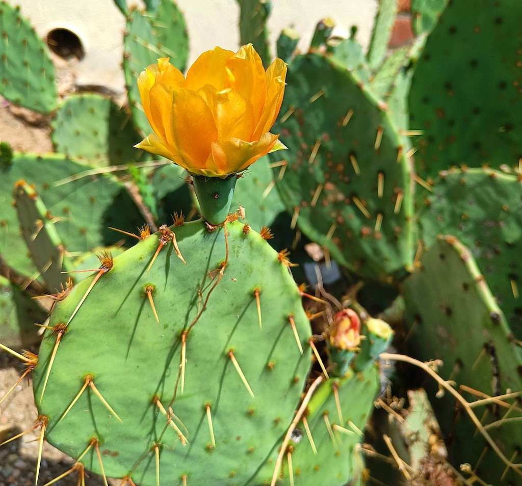 Close-up photograph of a cactus.