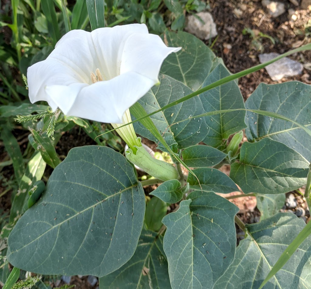 Close-up photograph of a Datura.