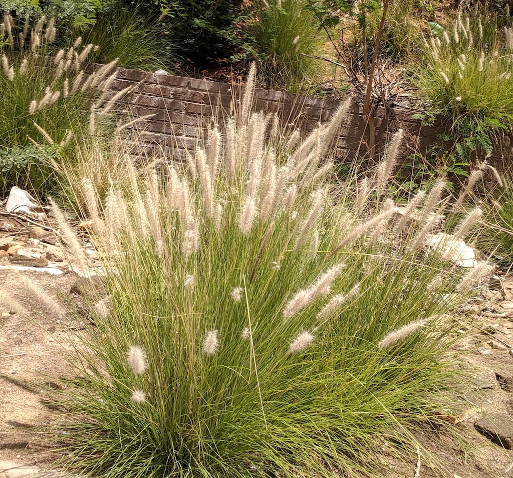 Close-up photograph of a Pannisetum.