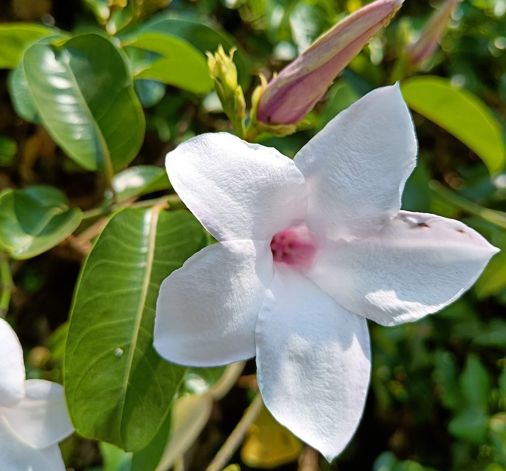 Close-up photograph of a Cryptostegia.