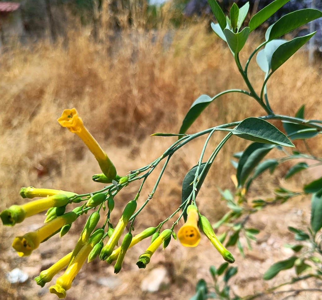 Close-up photograph of a Nicotiana.