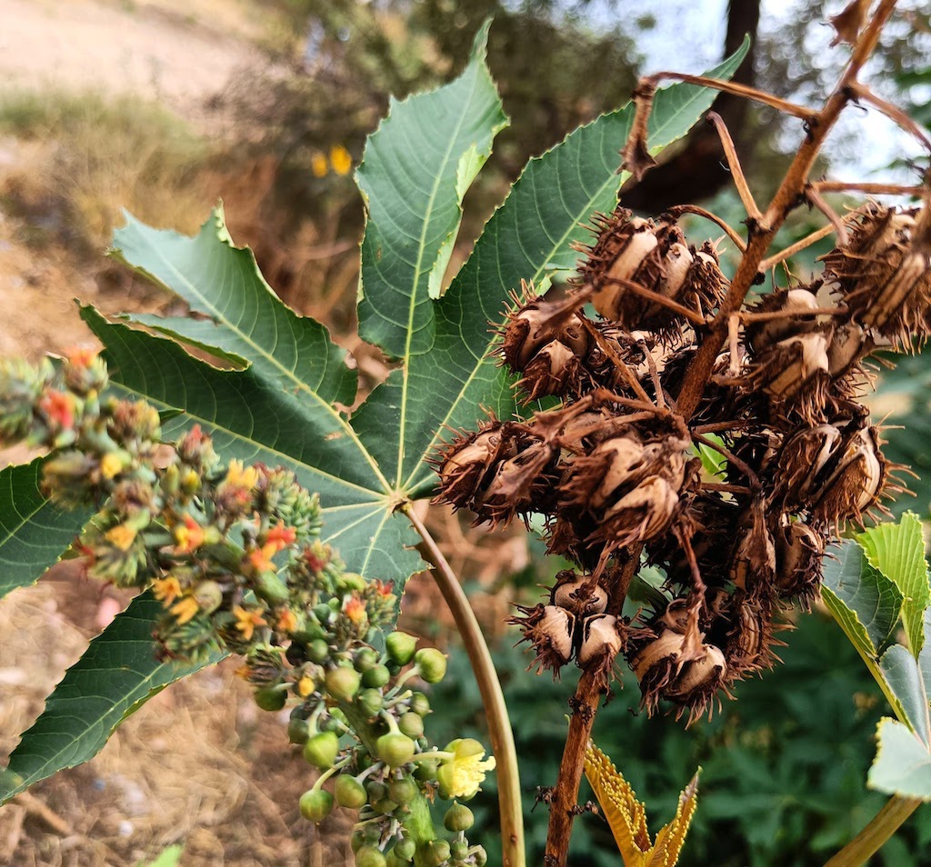 Close-up photograph of a Ricinus.