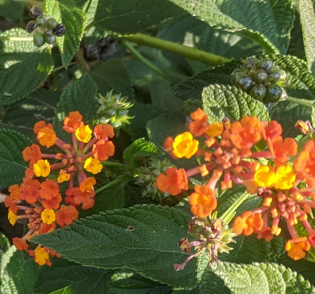 Close-up photograph of a Lantana.