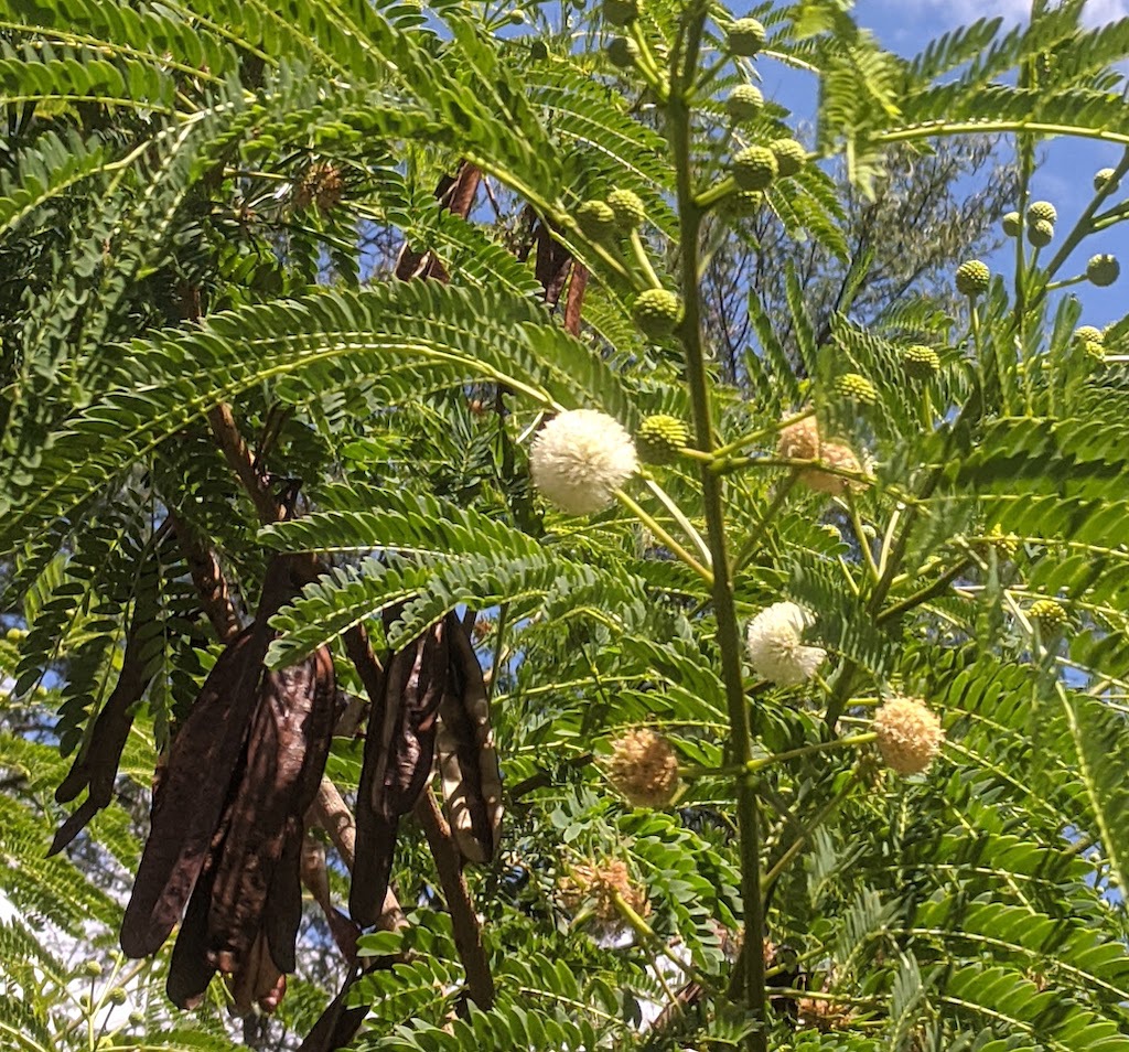 Close-up photograph of a Leucaena.