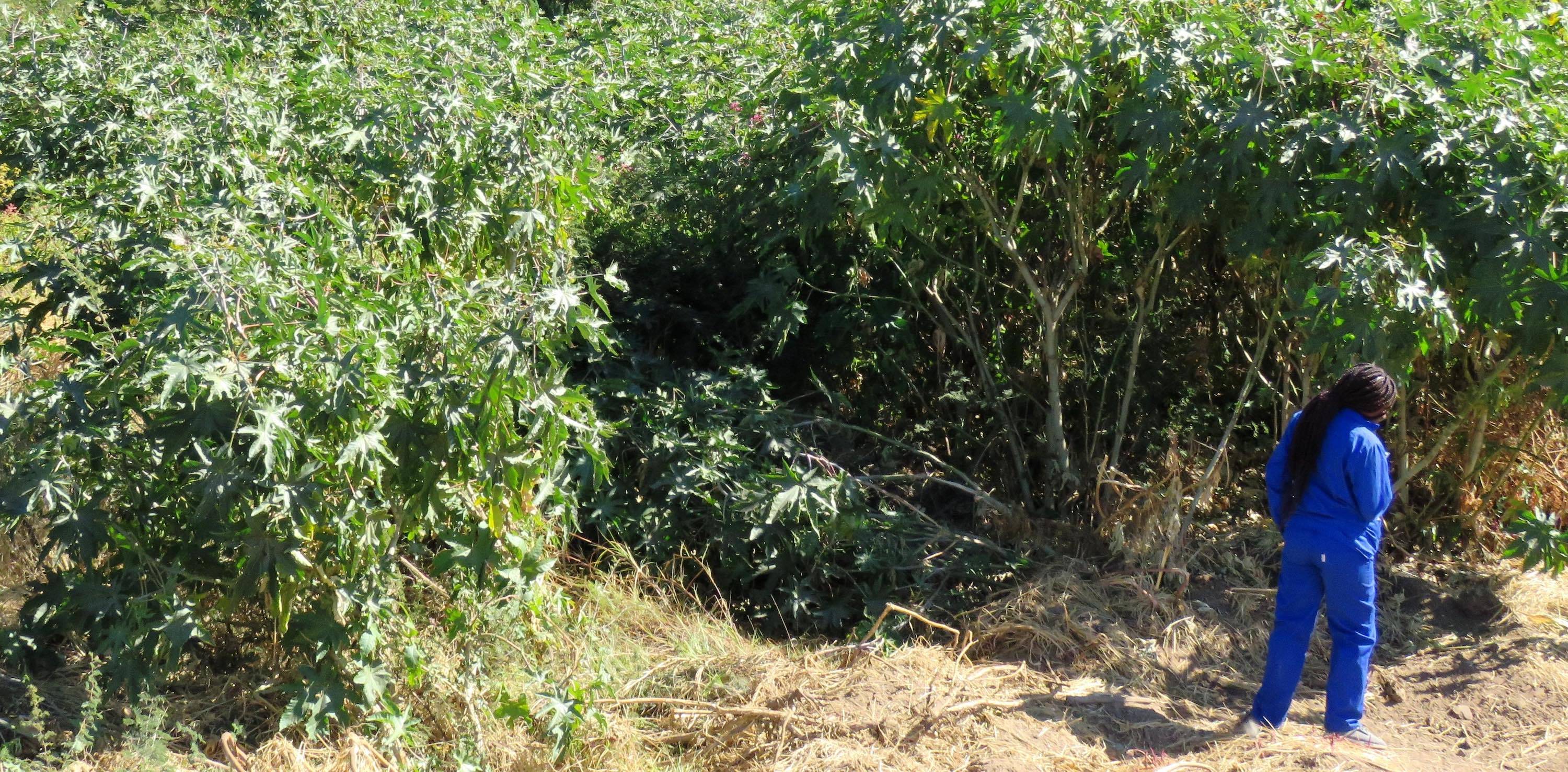 A woman inspects a vast thicket of bushes.