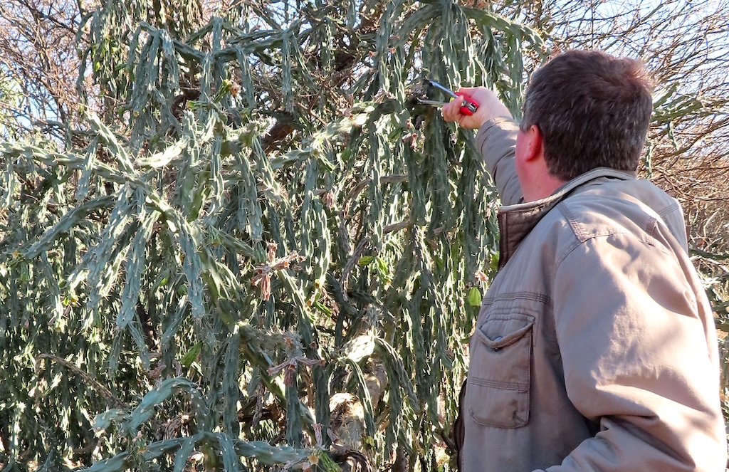 A man reaches up with braai tongs to place a biocontrol agent onto a thick stand of invasive bush.