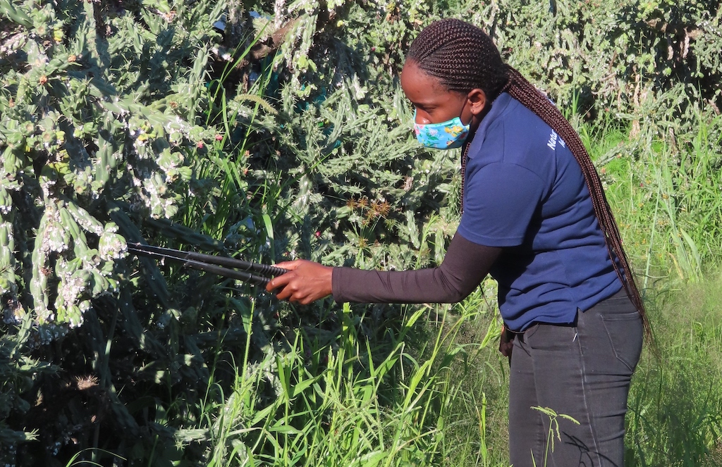 A woman reaches out with a long tool towards thick, spiny bushes.