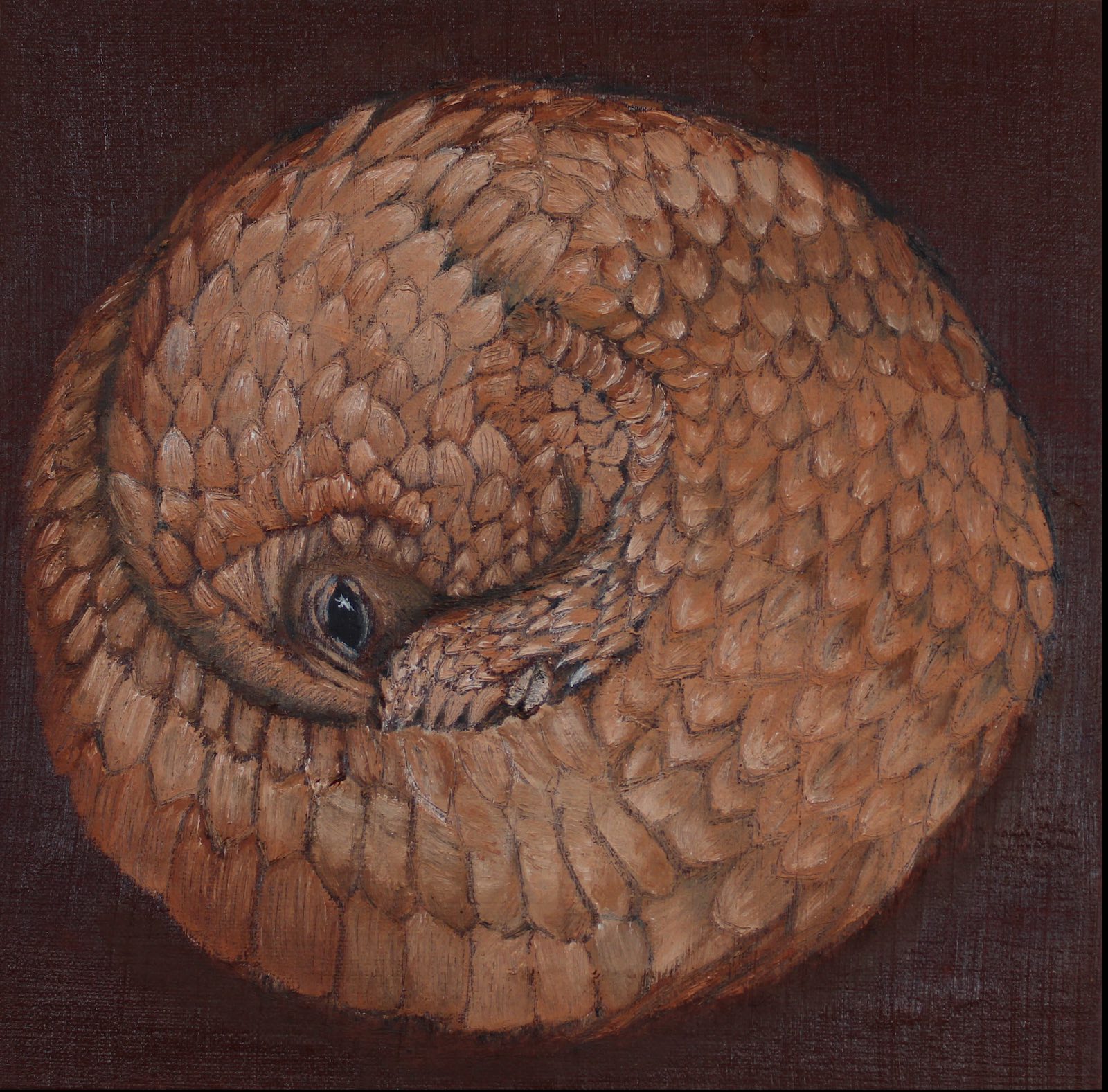 Artwork of a pangolin curled up into a ball.