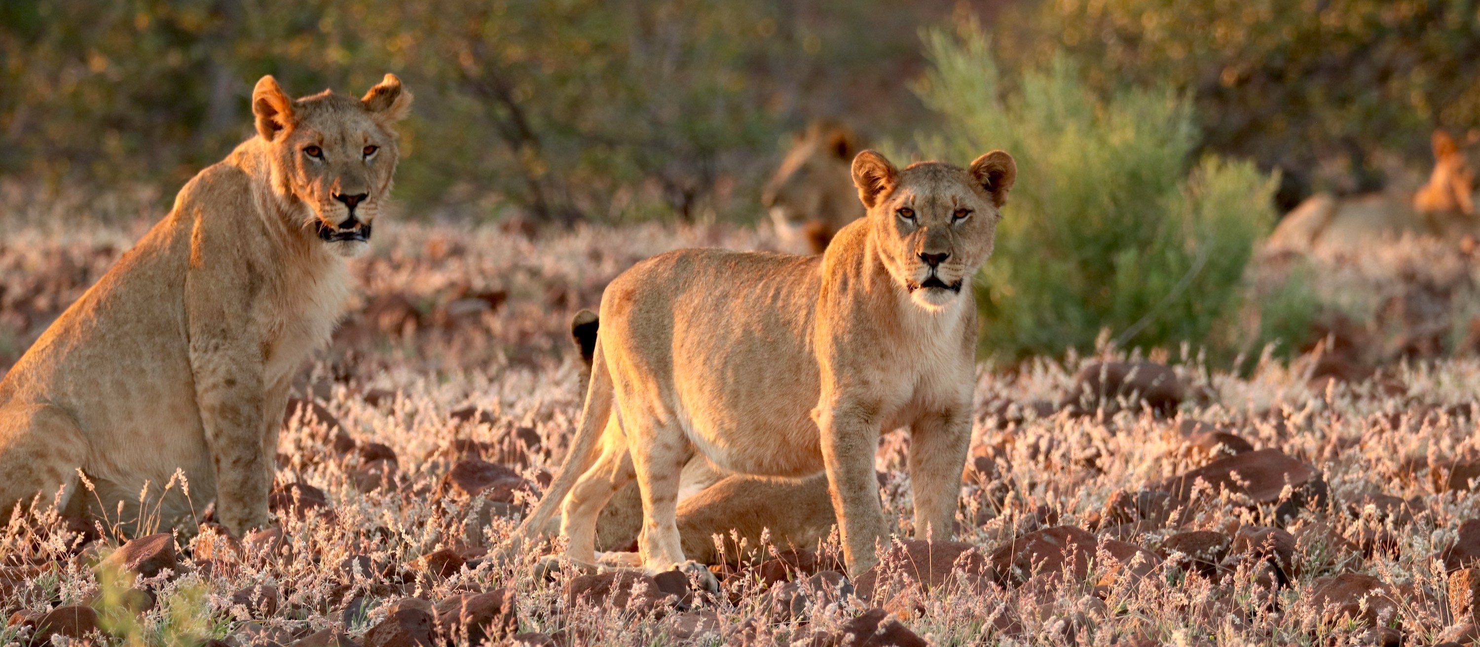 Two lionesses stand and stare towards the camera.