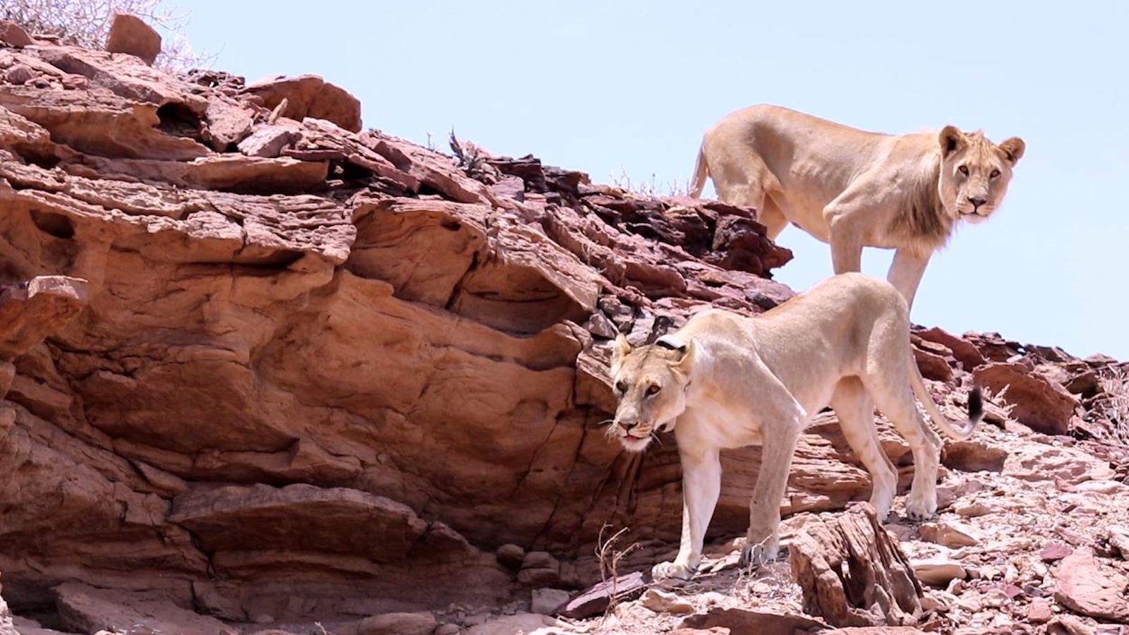 Two desert-adapted lions walk down a rocky path.