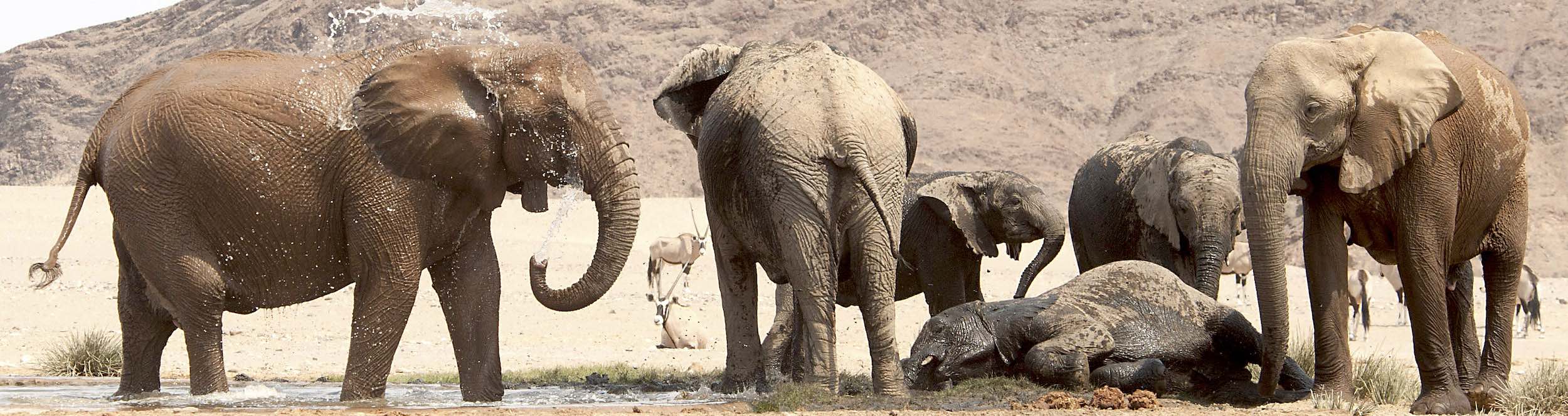 Elephants having a shower and bath in the desert.
