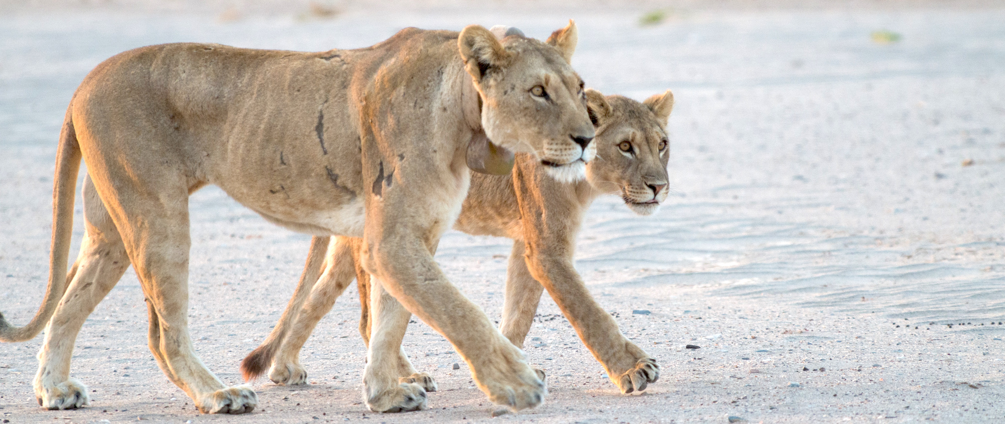 Two Namibian lions