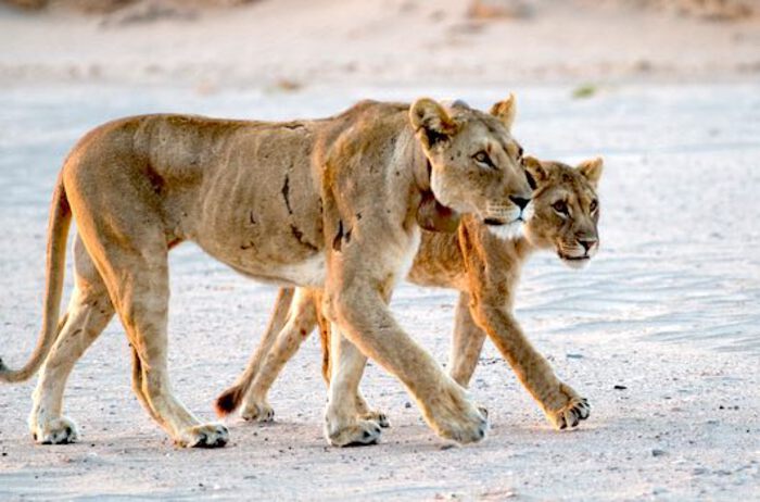 Two lions in the Namibian desert
