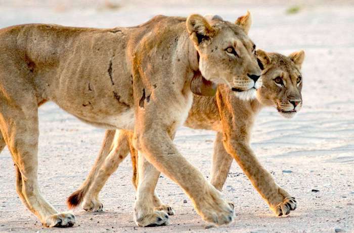 Two lions in the Namibian desert.