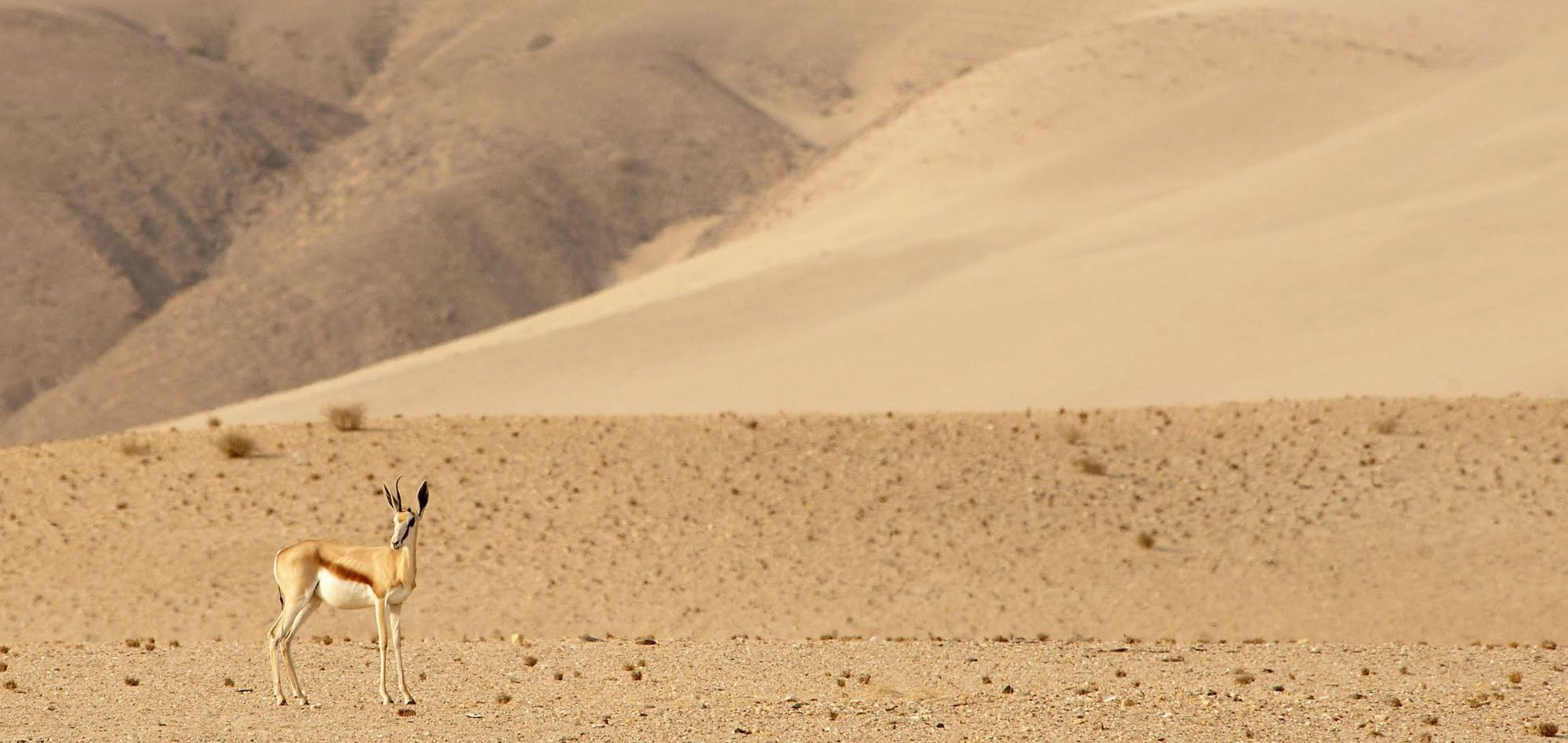 A lone springbok amongst the rolling Namibian desert.