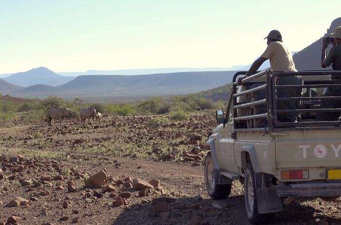 A pair of rhino rangers watch a family of black rhinos from the back of a Toyota bakkie.