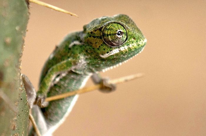 A chameleon clutches the spines of a cactus bush in Namibia.
