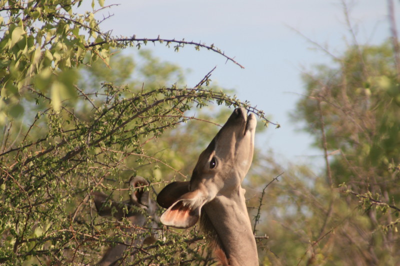 Kudu eating bush