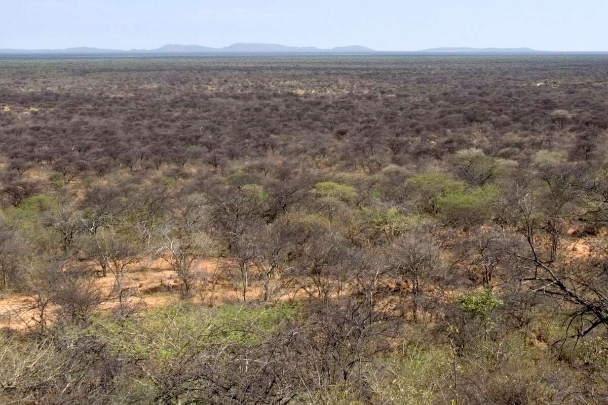 Thick Acacia bush in central Namibia.