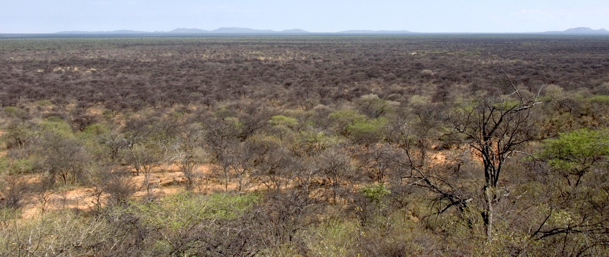 Bush choked landscape near Otjiwarongo