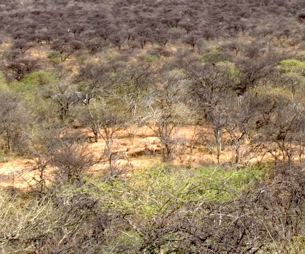 Thick Acacia bush in central Namibia
