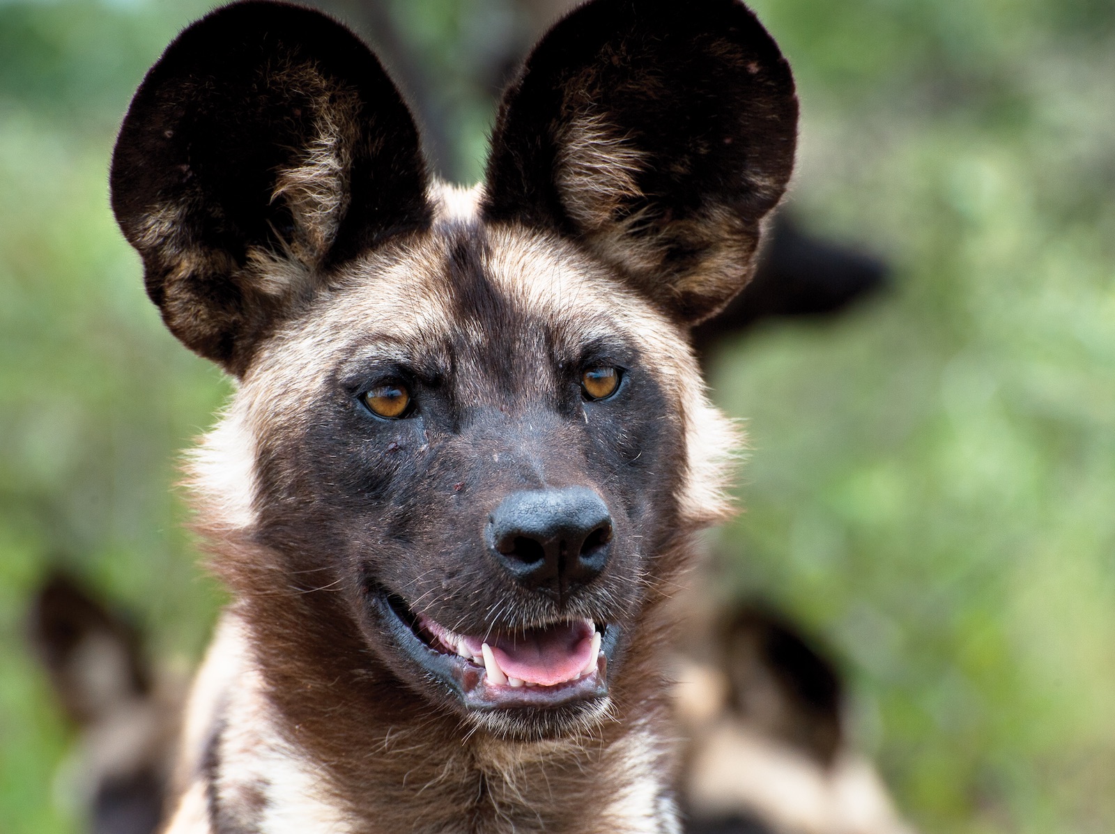 African wild dog