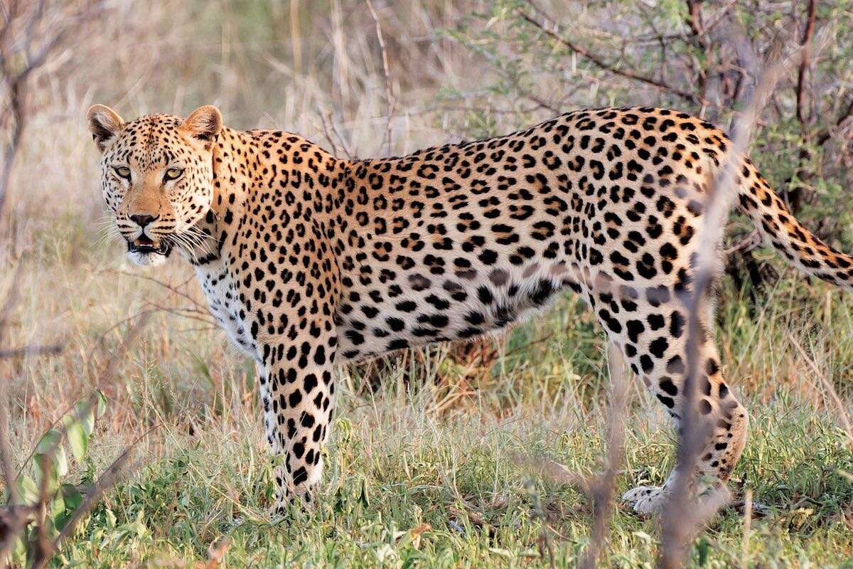 A leopard.