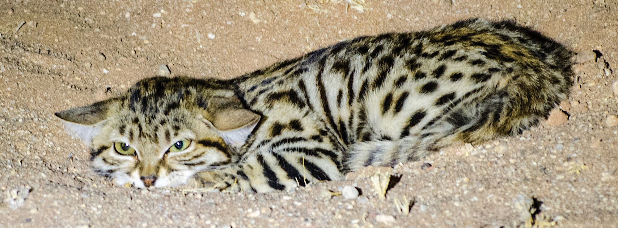 Black footed cat