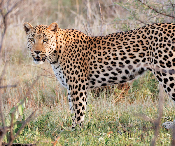 A leopard