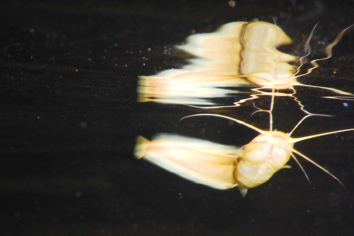 A pair of blind cave catfish.