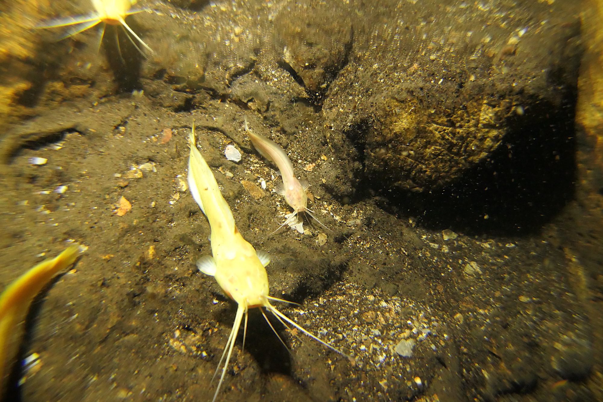 A family of blind cave catfish in Namibia