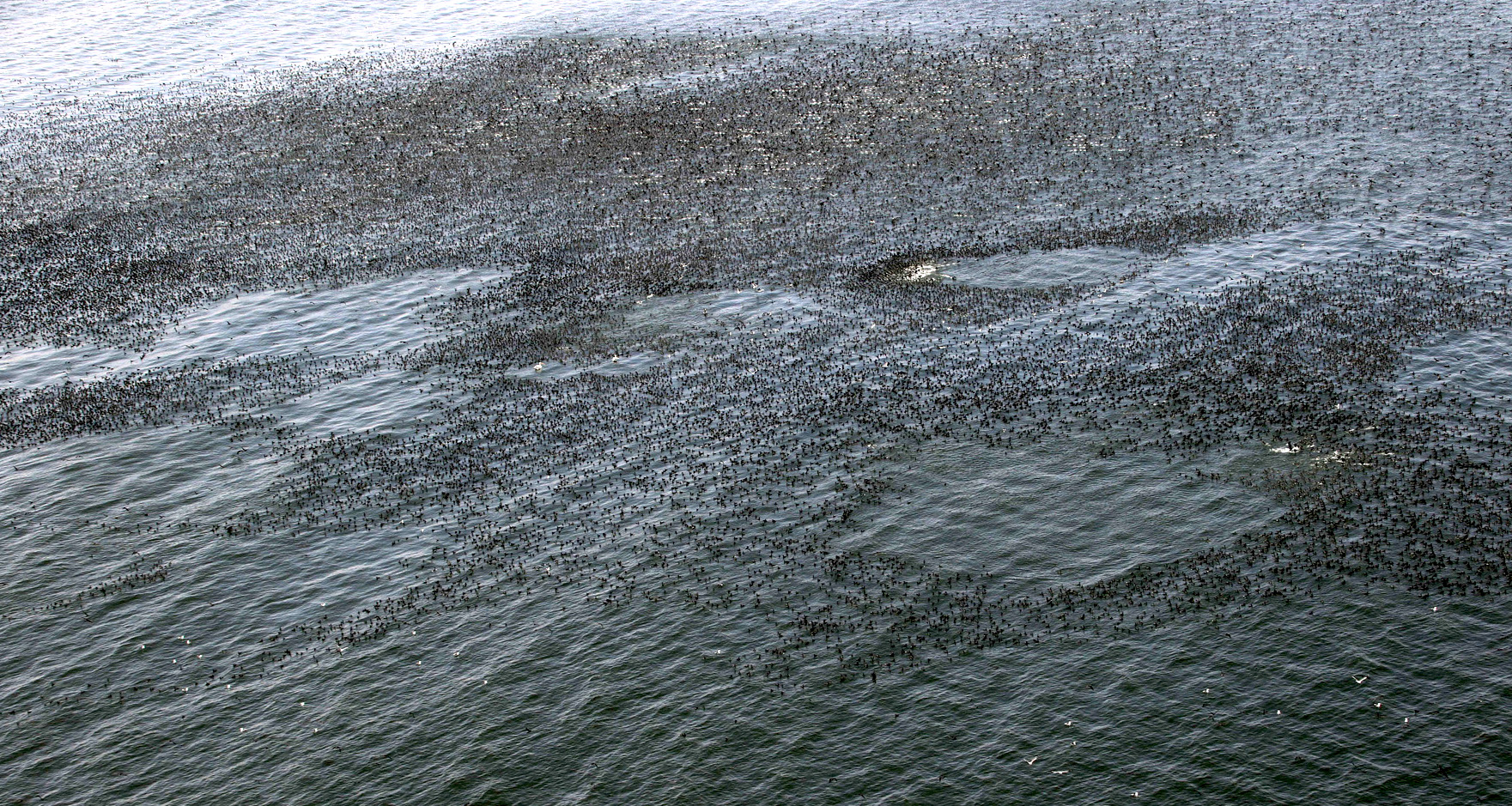 Cape cormorants at sea