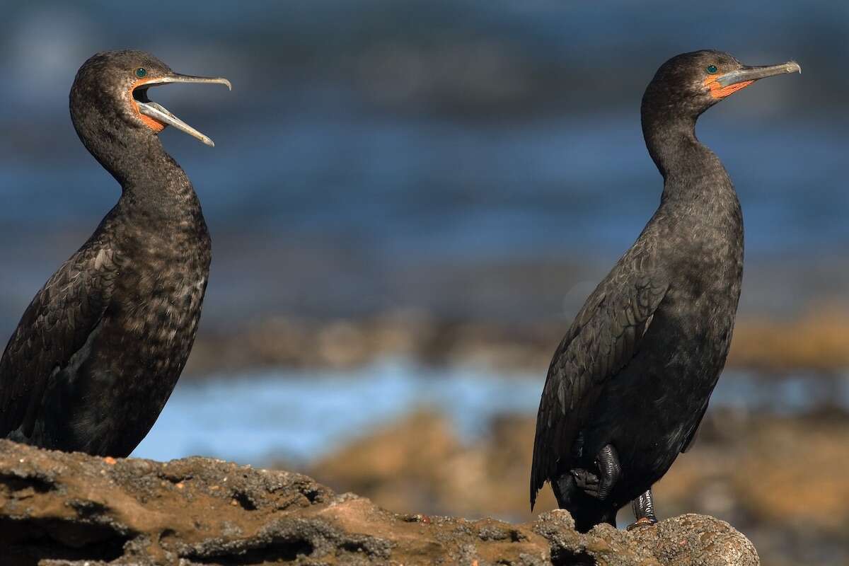 A large flock of Cape Cormorants.