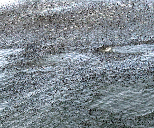 A large flock of Cape Cormorants.
