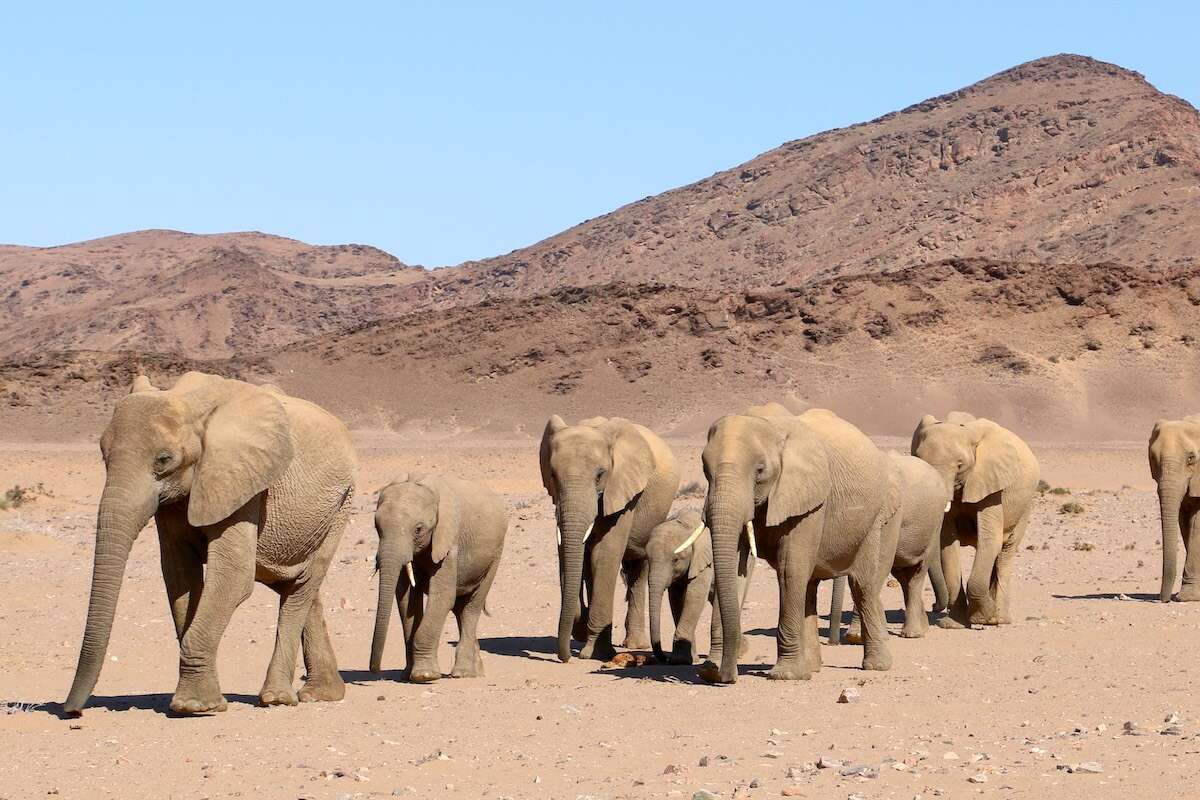 A veterinary team work with an unconscious elephant.