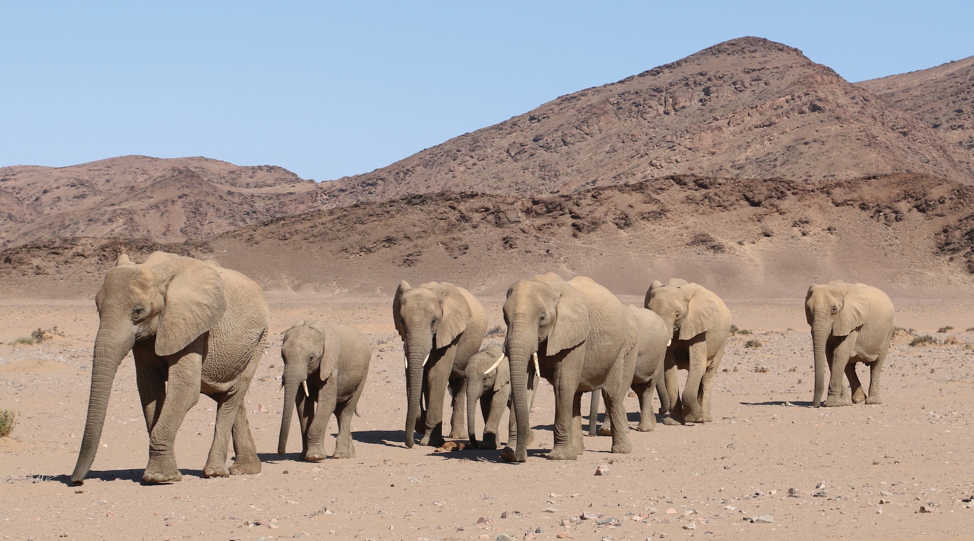 A family of elephants walks through Namibian desert.
