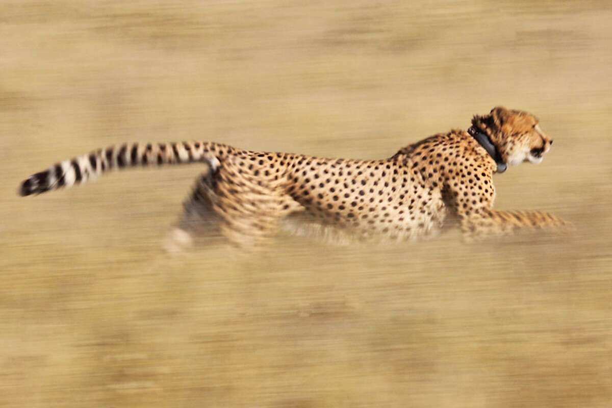 A running cheetah wearing a tracking collar.