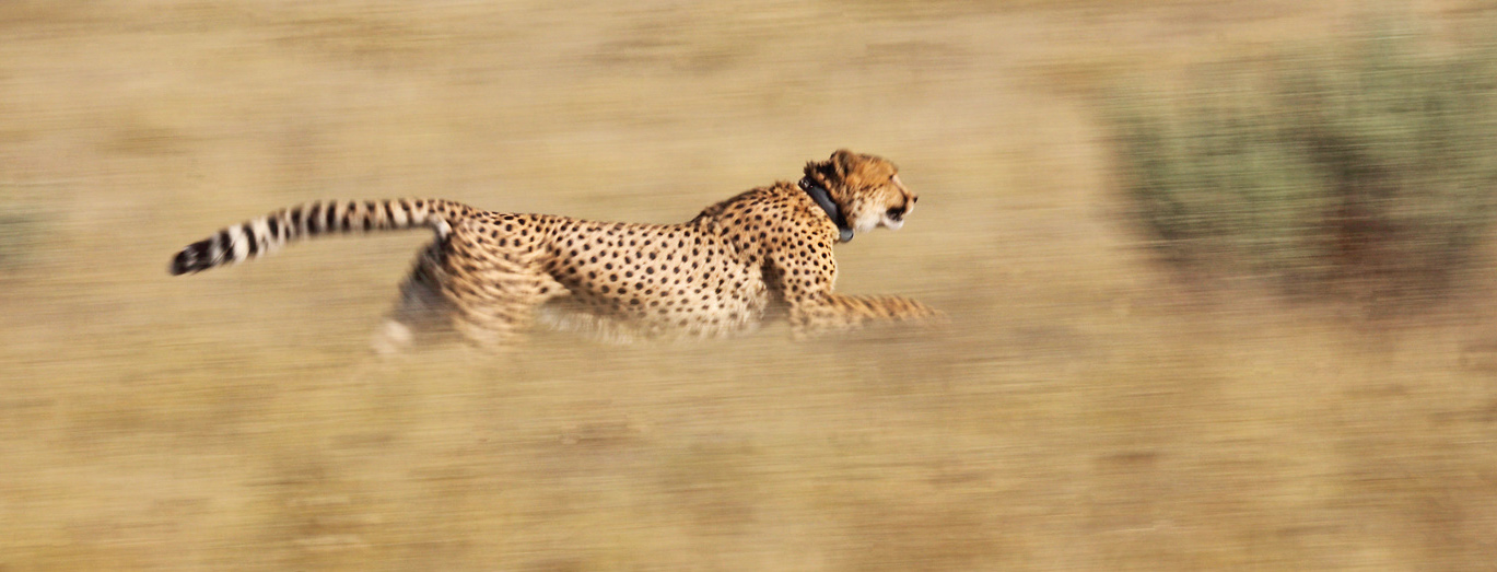 Running cheetah with tracking collar